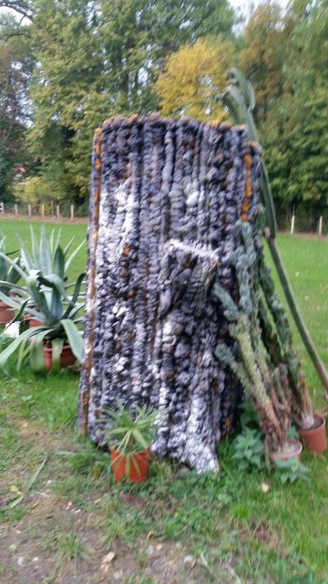 "Zauberbaum"