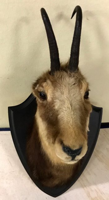Tierpräparate