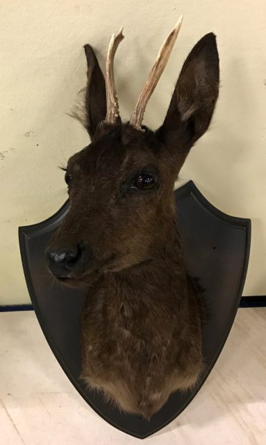 Tierpräparate