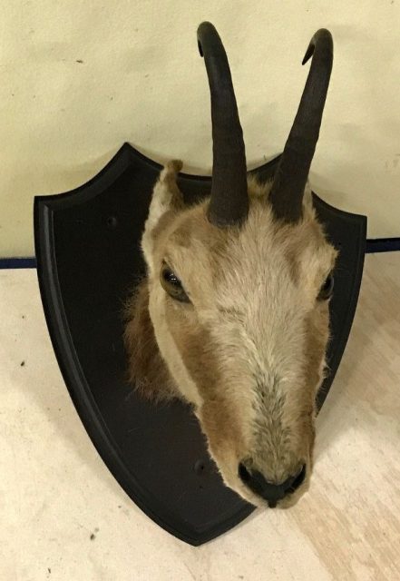 Tierpräparate