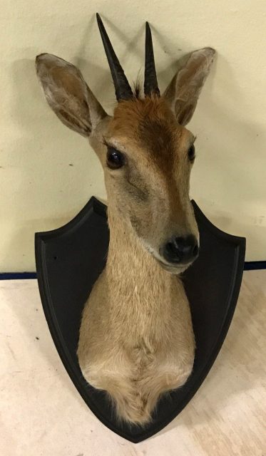 Tierpräparate
