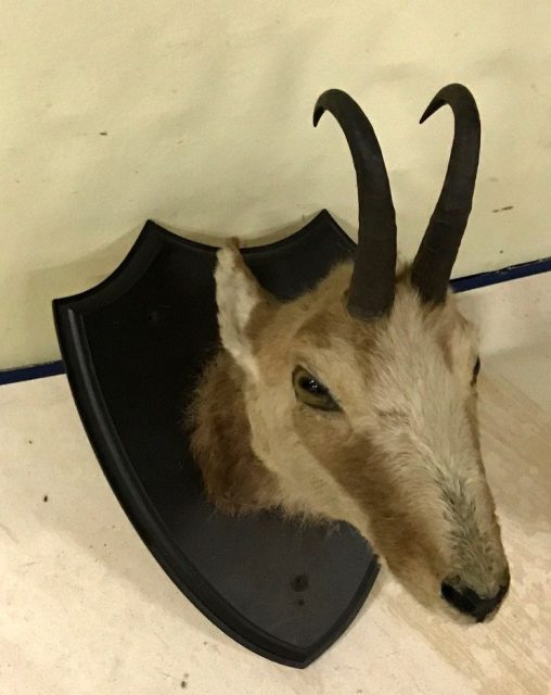 Tierpräparate