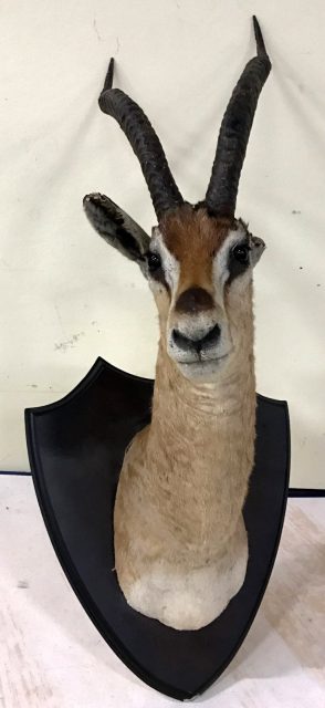 Tierpräparate
