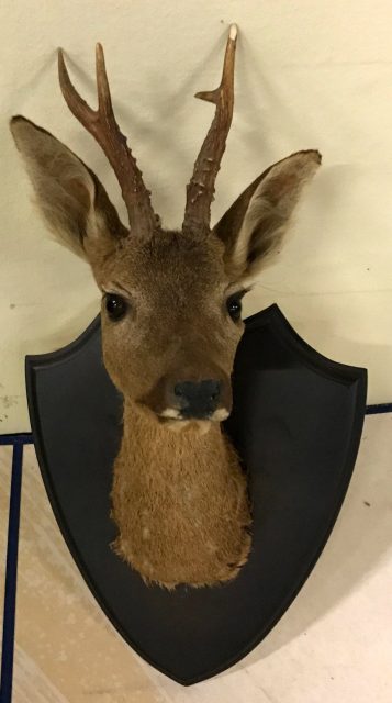 Tierpräparate