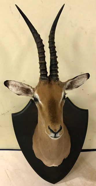 Tierpräparate