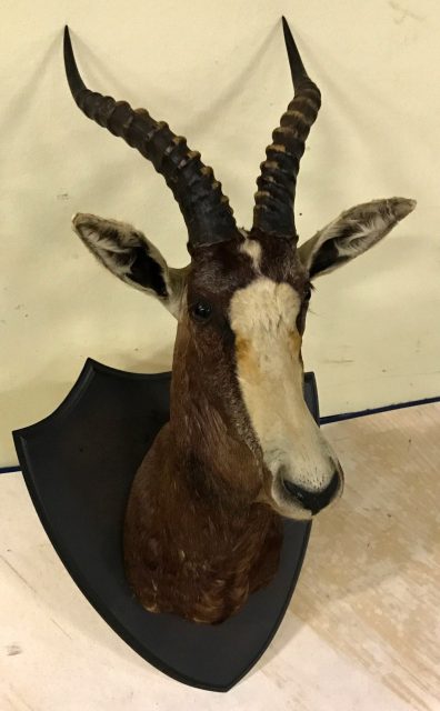 Tierpräparate