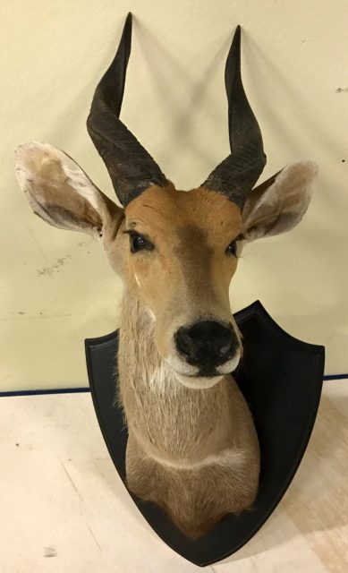 Tierpräparate