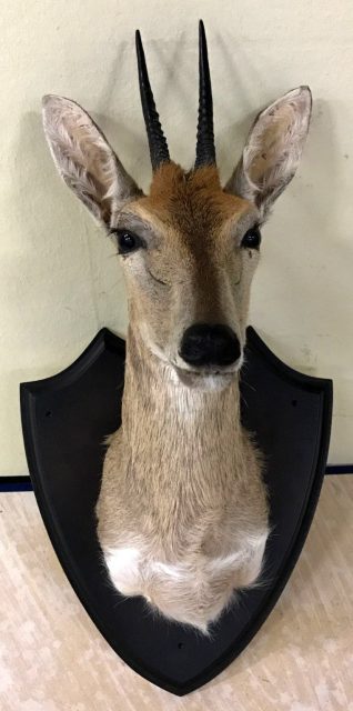 Tierpräparate