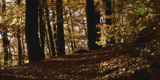 Bühnenvorhang „Wald“ – Motiv-Vorlage